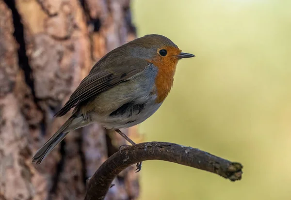 Beautiful Robin Redbreast Perched Branch Beautiful Natural Background — Stock Photo, Image