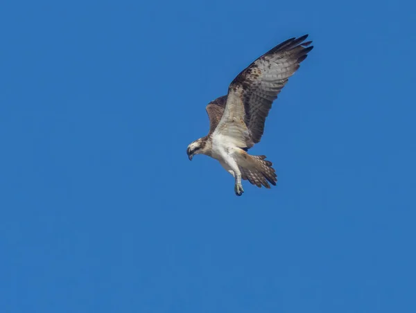 Nahaufnahme Eines Schönen Fischadlers Eines Greifvogels Der Gegen Den Blauen — Stockfoto
