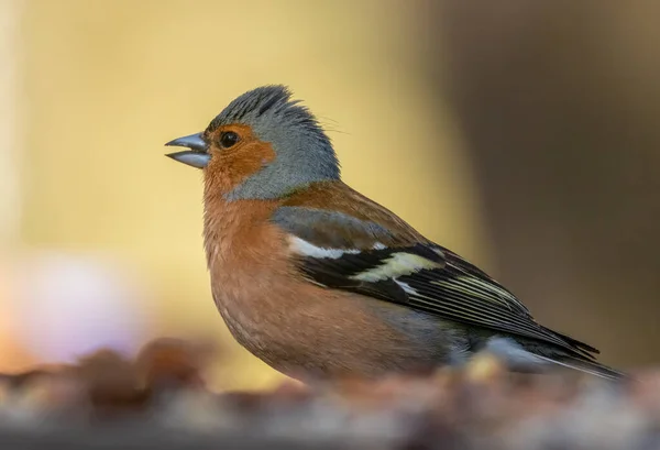 Close Portrait Handsome Male Chaffinch Eating Seed Beautiful Sunny Yellow — Stock Photo, Image
