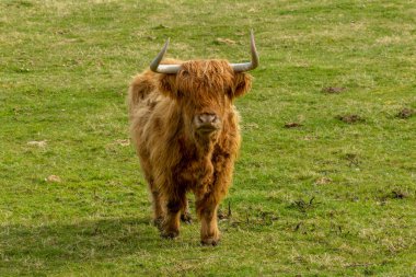 İskoçya 'nın güzel inekleri çayırlarda otluyor gün ışığında yeşil çimlerde. 