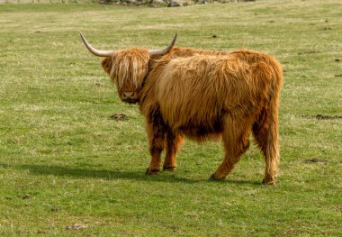 İskoçya 'nın güzel inekleri çayırlarda otluyor gün ışığında yeşil çimlerde. 