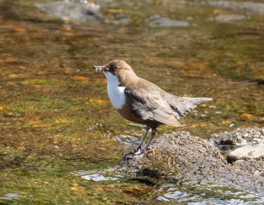 Güzel kahverengi ve beyaz dereotu kuşu suda yiyecek ve yapraklar topluyor ilkbaharda güneş ışığında yuva yapmak için. 