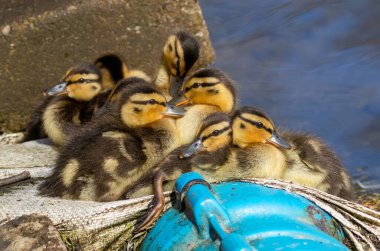 Küçük sevimli kahverengi ve beyaz ördek yavruları baharda güneşin altında gölette