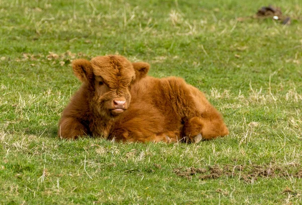 Beautiful Scottish Highland Cows Meadow Grazing Green Grass Sunshine — Stock Photo, Image
