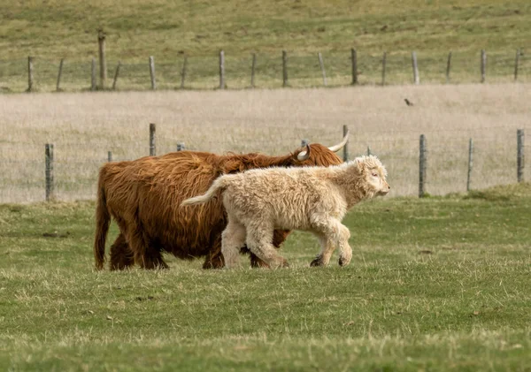 Vackra Skotska Höglandskor Ängen Betar Det Gröna Gräset Solskenet — Stockfoto