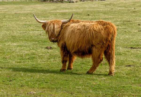 Vackra Skotska Höglandskor Ängen Betar Det Gröna Gräset Solskenet — Stockfoto