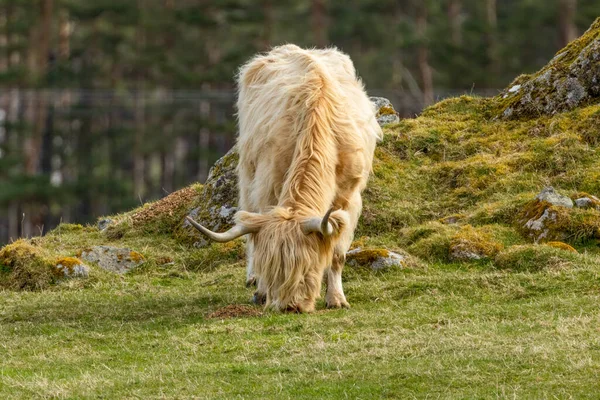 Vacker Vit Hårig Skotsk Höglandsko Betar Gräset Ängen — Stockfoto
