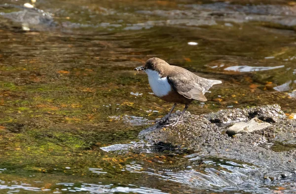Brown White Dipper Bird Standing Rock Getting Food Water Spring — Stock Photo, Image