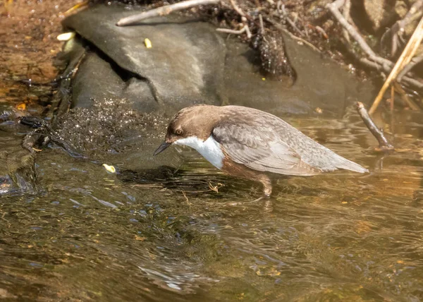 Piękny Brązowo Biały Ptak Wodzie Zbierający Jedzenie Wychodzący Wiosnę Gniazda — Zdjęcie stockowe
