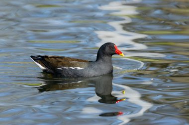 Moorhen kuşu gölde yüzüyor. Güneşin altında suyun üzerinde güzel bir yansımayla. 