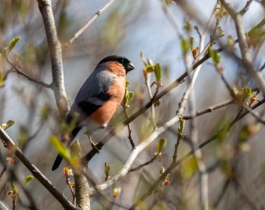 Erkek ispinoz kuşu baharda güneşin altında bir dala tünedi. 