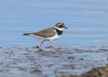 Halkalı yağmurkuşu, suyun kenarında küçük bir kuş.