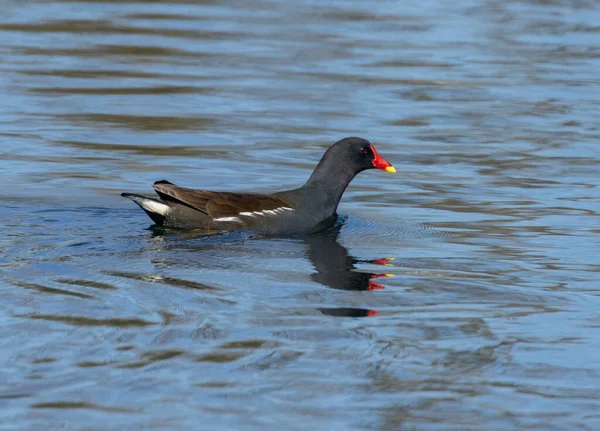 Moorhen Pássaro Com Linda Reflexão Nadando Água Azul Lagoa Primavera — Fotografia de Stock