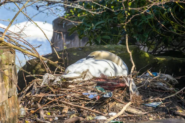 Cisne Mudo Fêmea Incubando Seus Ovos Ninho Primavera Sol Ninho — Fotografia de Stock