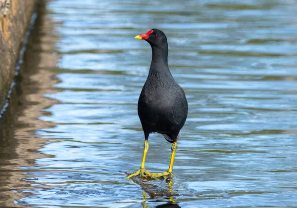 Moorhen bird balanced on a rock in the middle of a pond in the water in the sunshine
