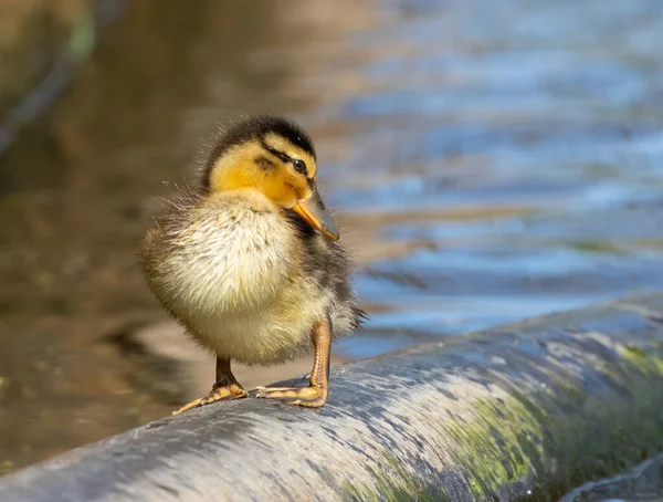 Cute Little Brown White Ducklings Pond Water Sunshine Spring — Stock Photo, Image