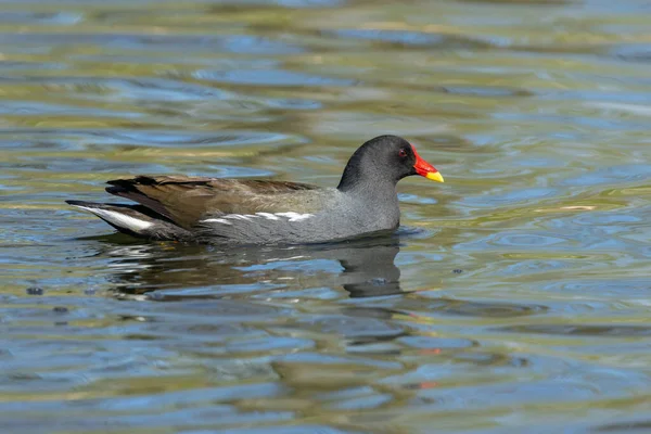 Moorhen Pássaro Nadando Lagoa Com Linda Reflexão Sobre Água Sob — Fotografia de Stock