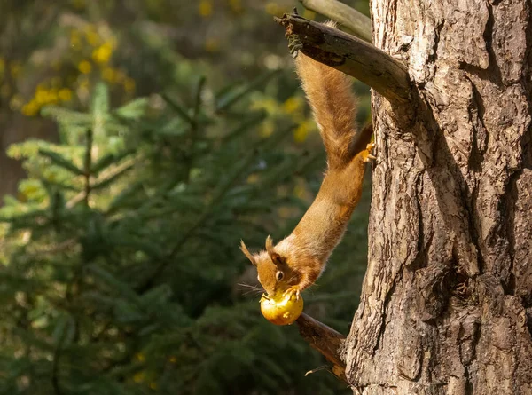 Słodka Mała Szkocka Czerwona Wiewiórka Słońcu Wiosną Lesie Równoważąc Jedzenie — Zdjęcie stockowe