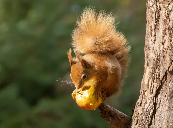 Słodka Mała Szkocka Czerwona Wiewiórka Słońcu Wiosną Lesie Równoważąc Jedzenie — Zdjęcie stockowe
