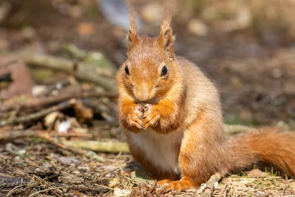 햇살을 즐기는 귀여운 다람쥐 — 스톡 사진
