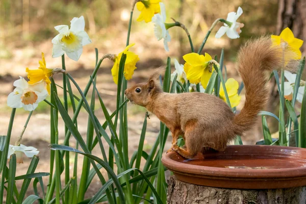 Cute Little Red Squirrel Woodland Having Drink Surrounded Beautiful Yellow — Stock Photo, Image