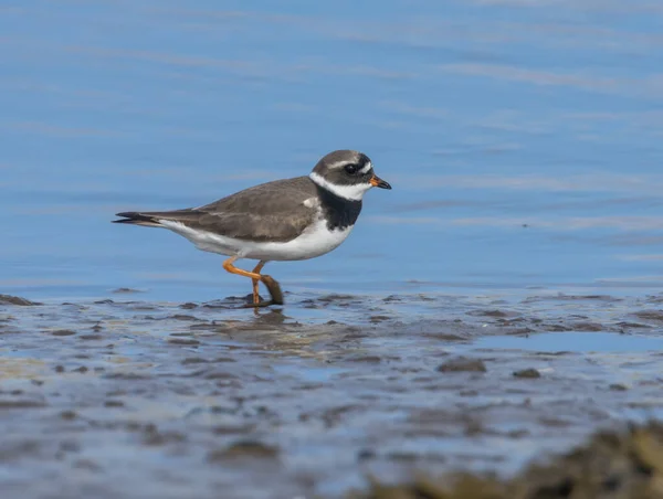 stock image Ringed plover, small wading bird at the edge of the water