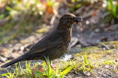 Female blackbird gathering bugs and worms in the undergrowth to take back to the nest for babies clipart
