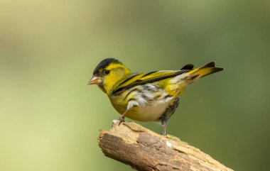 Ormandaki bir dala tünemiş erkek sarı siskin kuş. Güneşin altında doğal bir arka planı var. 