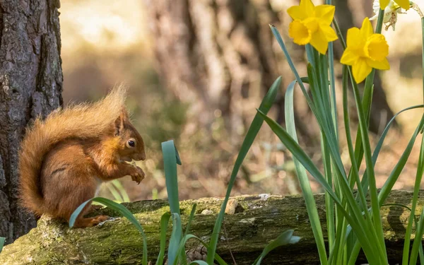 Little Scottish Red Squirrel Woodland Fir Cones Yellow Daffodil Flowers — Stock Photo, Image