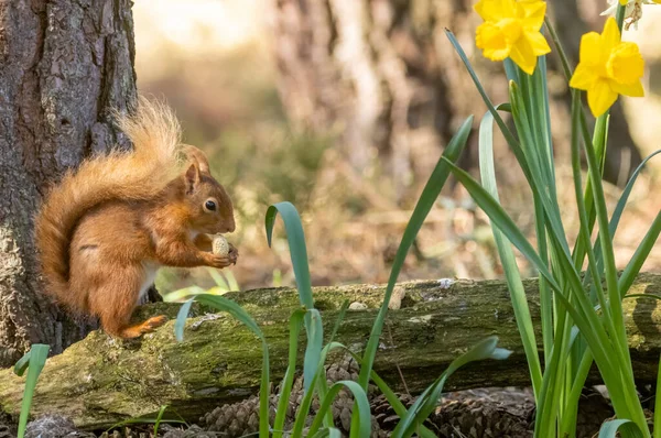 Little Scottish Red Squirrel Woodland Fir Cones Yellow Daffodil Flowers — Stock Photo, Image