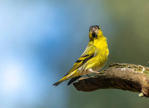 Pássaro Siskin Amarelo Macho Empoleirado Galho Floresta Com Belo Fundo — Fotografia de Stock