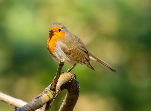 Robin Redbreast Songbird Siedzący Gałęzi Słońcu Naturalnym Zielonym Tle Lasu — Zdjęcie stockowe
