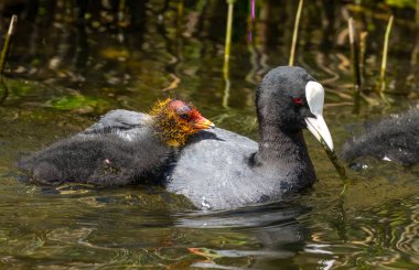 Yavruları olan sıradan yaban ördekleri, bebekleri olan öküzler, suda beslenen sevimli yavru kuşlar.