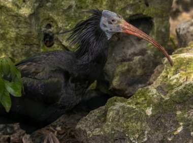 ARTIS Hayvanat Bahçesi, Amsterdam 'da kel bir Ibis kuşu. 