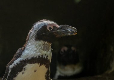 Güney Afrika pengueni, Penguen Burnu ya da Penguen Eşek Pengueni - Günışığındaki penguenler, siyah ve beyaz küçük uçamayan kuşlar