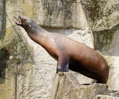 ARTIS hayvanat bahçesinde güneş ışığındaki deniz aslanı, Amsterdam 