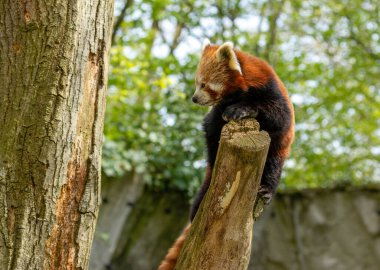 Güzel kırmızı panda, gün ışığında uyumak için iki dalın arasındaki bir ağaca tırmanıyor.