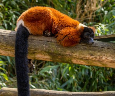 Kırmızı yakutlu lemurlar gün ışığında kameraya bakıyor. Güzel, doğal yeşil arka planı olan bir kütüğün üzerinde dinleniyor. 