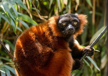 Kırmızı yakutlu lemurlar gün ışığında kameraya bakıyor. Güzel, doğal yeşil arka planı olan bir kütüğün üzerinde dinleniyor. 
