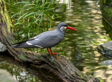 Inca tern, siyah tüylü güzel kuş, parlak kırmızı gagalı ve beyaz bıyıklı.