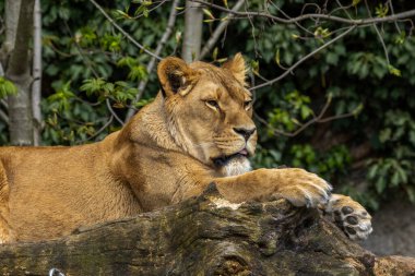 Dişi aslan, dişi aslan, güneşin tadını çıkarıyor. 