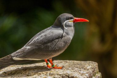 Inca tern, siyah tüylü güzel kuş, parlak kırmızı gagalı ve beyaz bıyıklı.