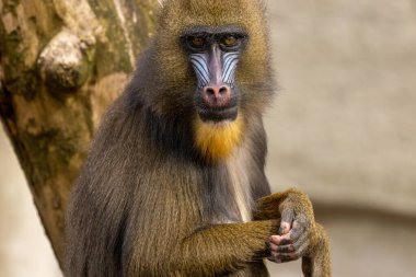 Mandrill primatı, maymun, maymun, mavi ve kırmızı yüz kameraya bakıyor, oturuyor, komik yüzler çekiyor.