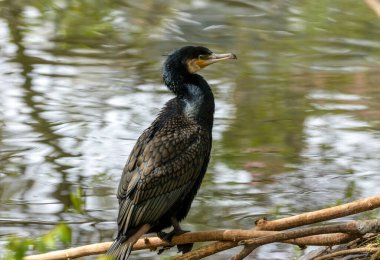 Karabatak deniz kuşu güneşin altında, suyun kenarında oturuyor. 