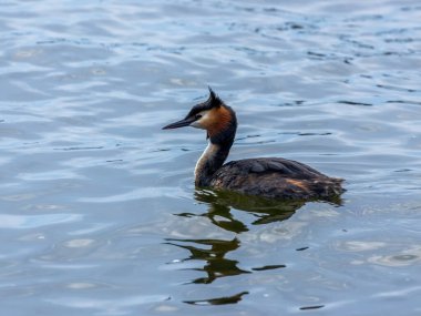 Suda yüzen tüyler üretirken büyük ibikli yağlar.