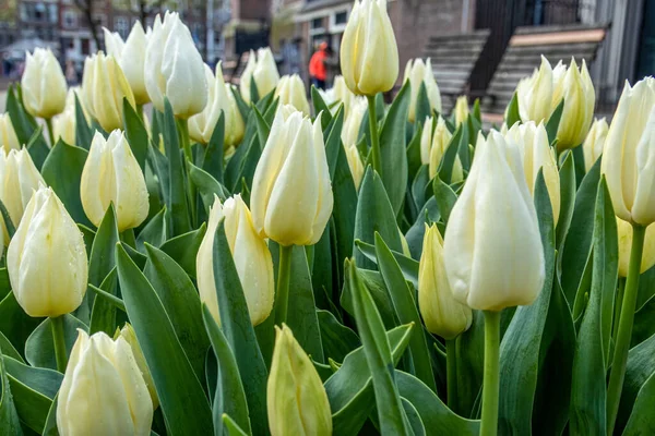 White tulips of Amsterdam, close up flowers, tulips