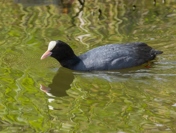 Common Coot Parents Fledglings Coots Babies Cute Baby Birds Being — Stock Photo, Image