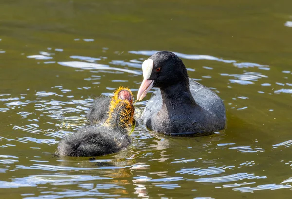 Pais Galinha Comum Com Filhotes Galinhas Com Bebês Filhotes Pássaros — Fotografia de Stock