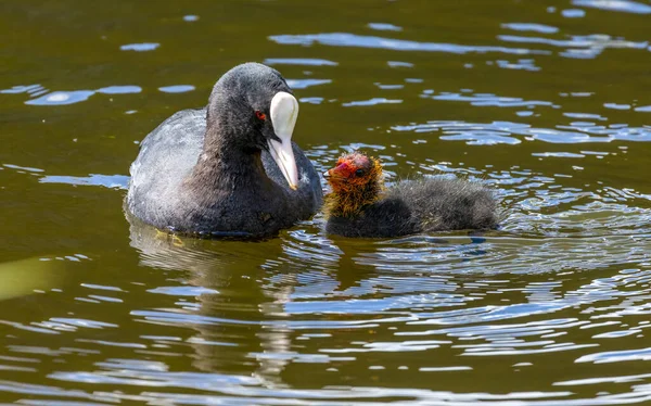 Yavruları Olan Sıradan Yaban Ördekleri Bebekleri Olan Öküzler Suda Beslenen — Stok fotoğraf