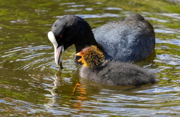 stock image Common coot parents with fledglings, coots with babies, cute baby birds being fed in the water by parents